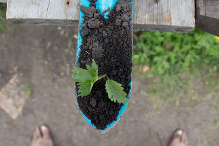 Young seedling growing in a soil and blue garden spade on wooden backgroundの写真素材
