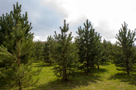 The pine treesの写真素材