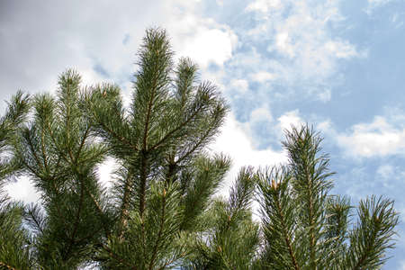 Green Spruce Tree Branches close upの写真素材