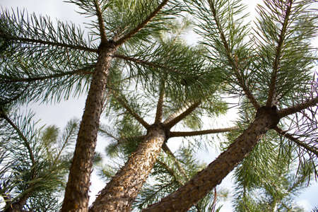 Green Spruce Tree Branches close upの写真素材