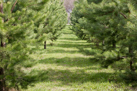 pine Alley, Beautiful tree twig outdoorsの写真素材