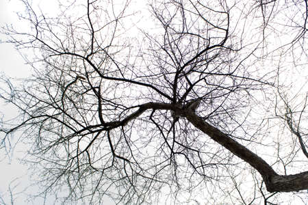 dead tree without leaves in natureの写真素材