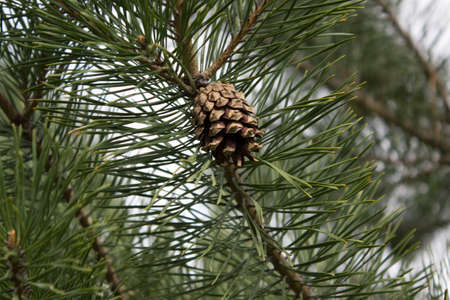 Pine tree and pine coneの写真素材