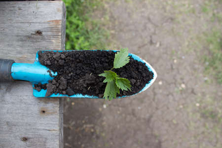 Young seedling growing in a soil and blue garden spade on wooden backgroundの写真素材