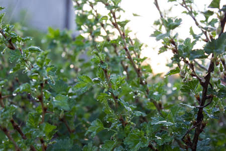 Fresh green gooseberries on a branch of a gooseberry bush with drops of water after the rain.の写真素材