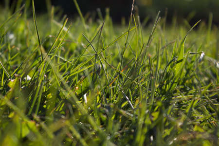 Background of a green grassの写真素材
