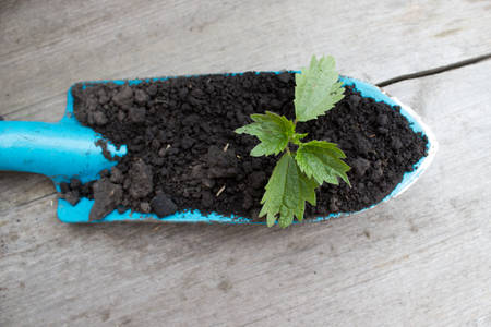 Young seedling growing in a soil and blue garden spade on wooden backgroundの写真素材