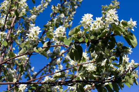 white flowers of apple tree, springの写真素材