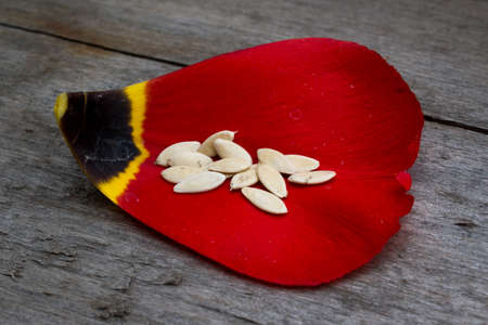 seeds on the petal of a flower on a wooden backgroundの写真素材