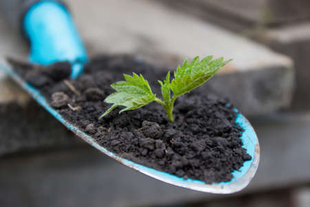 Young seedling growing in a soil and blue garden spade on wooden backgroundの写真素材