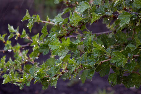 Fresh green gooseberries on a branch of a gooseberry bush with drops of water after the rain.の写真素材