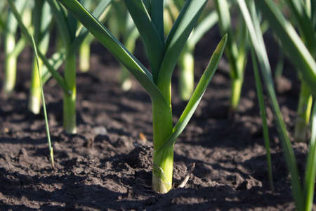 Vegetable beds with garlicの写真素材