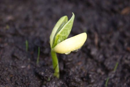Young green leaves of garlic growing in the ground. Farm vegetableの写真素材