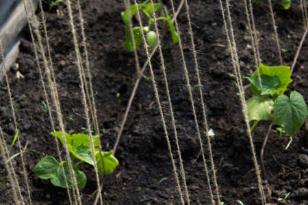 cucumber plant growingの写真素材