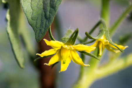 tomato flowers on the stemの写真素材