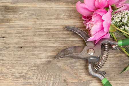 Beautiful colorful peonies with secateurs on wooden background. Copy space to right.の写真素材