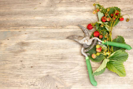 Beautiful colorful strawberry with secateurs on wooden background. Copy space to right.の写真素材