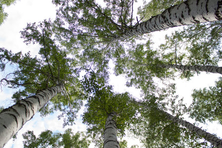 White birch trees in the forest in summer