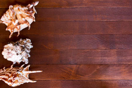 seashell resting on a brown wooden boardの写真素材