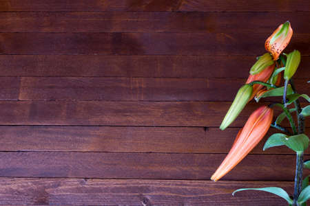 Beautiful lily on wooden background  with copy spaceの写真素材