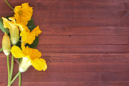Yellow zucchini, pumpkin flowers , leaves and tendrils on woodの写真素材
