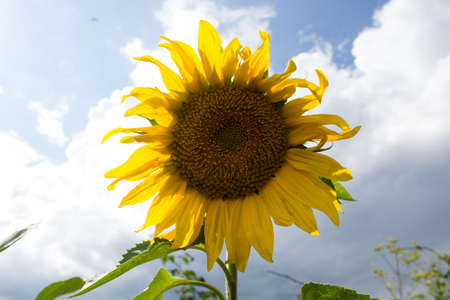 Beautiful sunflower against blue skyの写真素材