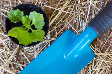 gardening scoop on burlap background with soil, flowerpot and plant, top viewの写真素材