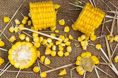 Grains of ripe corn on burlap sack backgroundの写真素材