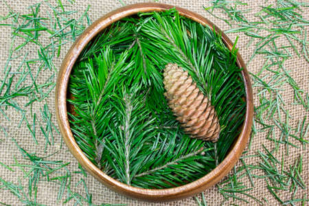 Fir cones and branchesの写真素材