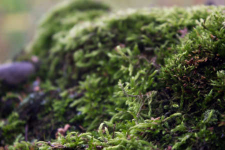 Moss filled on stoneの写真素材
