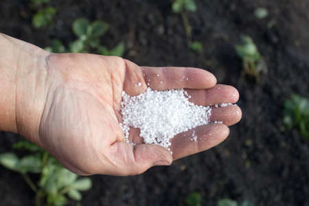 chemical fertilizer on farmer hand over green backgroundの写真素材