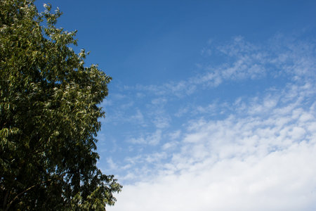 Cloudy sky over the willows treesの写真素材