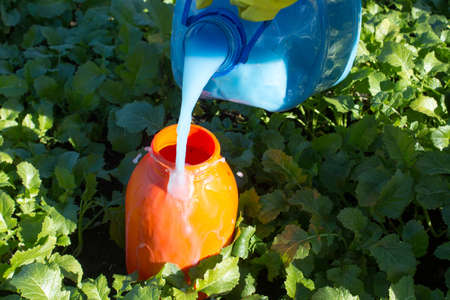 Protecting plant from vermin, spring garden work. Hand sprayer garden.の写真素材