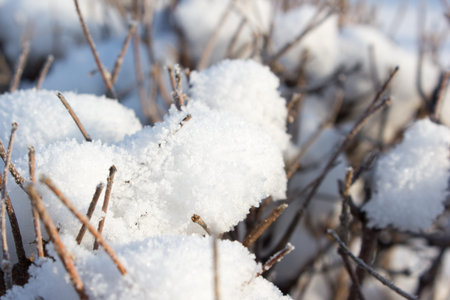 Tree branches under the snow, closeup