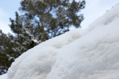Pine branch under snow
