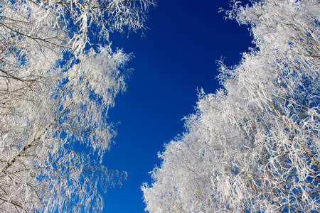 Tree branches under the snowの写真素材