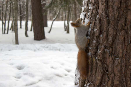 Squirrel on the tree in the winter forestの写真素材