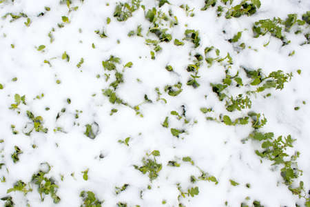 Green grass under the snowの写真素材