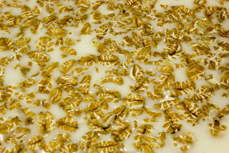 Wheat flakes and milkの写真素材