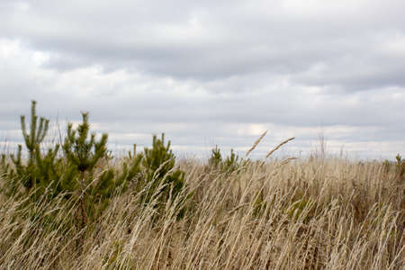 landscape, autumn yellow fieldの写真素材