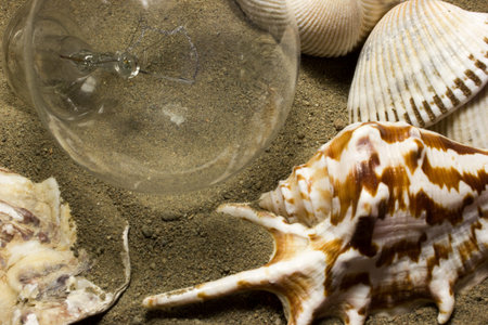 Sea shells and bulbs on sand