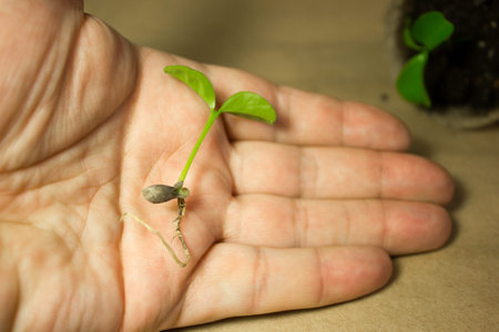 Young green sprout holds in hand.