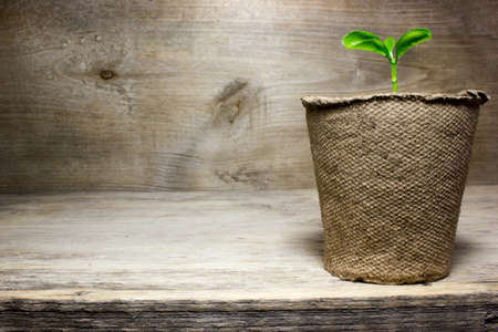 Young green sprout in the pot with the ground on wooden background.の写真素材