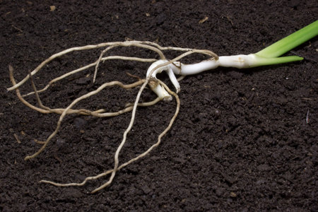 Young green sprout on the soil.