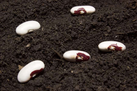 The rows of seeds in the ground. To plant seeds.の写真素材