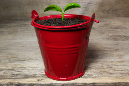 Young green sprout in a small red bucket on wooden background.の写真素材