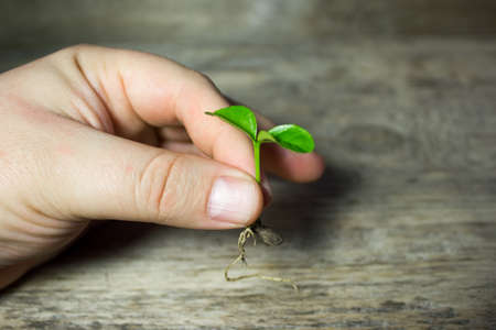 Young green sprout holds in hand.の写真素材