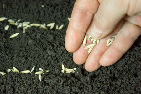 Seeds in hand on the background of the soilの写真素材