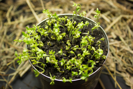 Green plant in a tin can on a background of hay