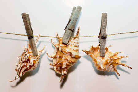 Sea shells on wooden clothespinの写真素材